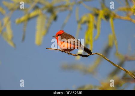 Männlicher Fliegenfänger mit viel negativem Platz, hoch oben auf einem Baum, Arizona, USA Stockfoto