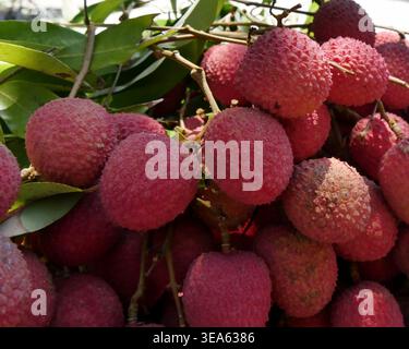 Textur Nahaufnahme von Leechy-Früchten in einem Stapel auf lokalem Markt in La Réunion im Januar Stockfoto