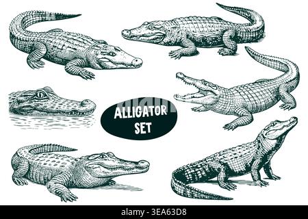 Eine Reihe von detaillierten Schwarzweiß-Illustrationen, die verschiedene Alligatorpositionen und Perspektiven zeigen und deren Besonderheiten und Texturen in A zeigen Stock Vektor
