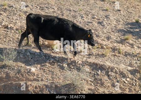 Vieh, Kuh, Weideweiden auf öffentlichem Land, Virgin River Area, Arizona, USA Stockfoto