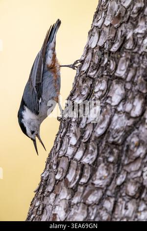 Nahaufnahme von Weißbrust-Nuthatch auf einem Baumstamm, klassische Nuthatch-Posen Stockfoto