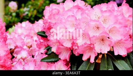 Leuchtend rosa Blüten blühen in einem Garten im Frühling, nachmittags Sonnenschein und locken Bienen und Schmetterlinge an Stockfoto
