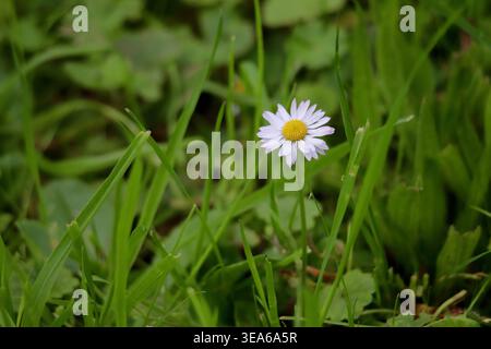 Eine kleine weiße Gänseblümchenblume blüht auf einem üppig grünen Grasfeld Stockfoto