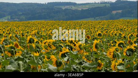 Sonnenblumen auf einem großen Feld mit Hügeln im Hintergrund an einem sonnigen Tag im Sommer Stockfoto