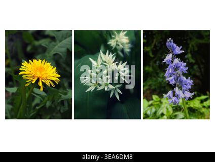 Tafel mit drei Wildblumenpflanzen, die im Frühling in einem englischen Wald wachsen – Löwenzahn, wilder Knoblauch und Blauglocke Stockfoto