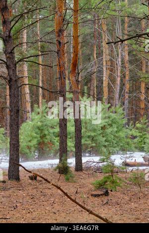 Vertikal geschossene hohe Kiefern im nebeligen Wald mit üppigen grünen Büschen im Mittelboden Stockfoto
