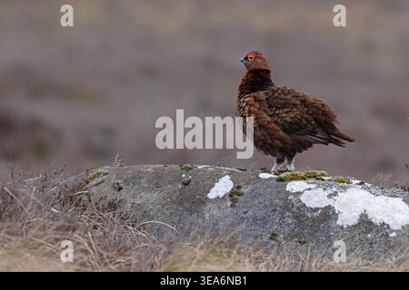 Rothühner (Lagopus lagopus scotica) männliche Kräuselei, die Federn auflockert Derbyshire April 2026 Stockfoto