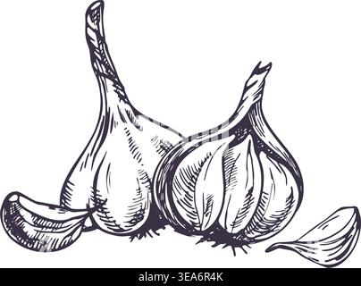 Knoblauchzwiebeln und -Zehen mit Tinte und Stift gezeichnet. Handgezeichnete grafische Illustration von Gemüse für kulinarische Rezepte, Lebensmittelverpackungen, Bio-Markt und Stock Vektor