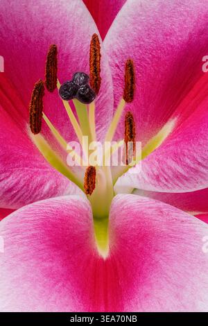 Eine Nahaufnahme des Zentrums einer wunderschönen und sehr duftenden Stargazer Lily, die den Stil, Stigma und Pollen deutlich zeigt Stockfoto