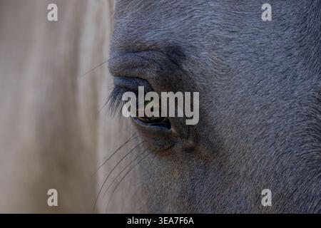 Nahaufnahme eines Pferdeauges mit feinen Details, sanften Tönen und einem ruhigen Ausdruck bei natürlichem Licht in einer ländlichen Umgebung. Stockfoto