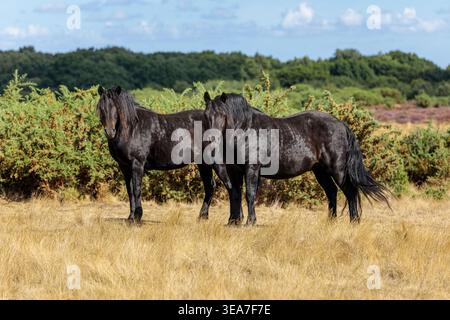 Zwei schwarze Ponys stehen in Heideflächen mit Ginsterbüschen, gefangen in einer natürlichen Landschaft in Großbritannien. Stockfoto