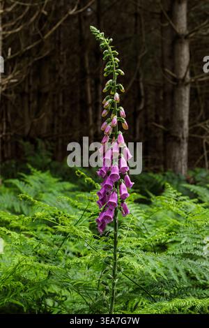 Ein großer violetter Fuchshandschuh (Digitalis purpurea), der zwischen Farnen in einer Waldlandschaft wächst und sich vor einem dunkleren Waldgrund abhebt. Stockfoto