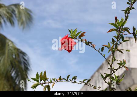 Einzelne große rote Blüte über dem Kopf am schlanken Stiel gegen blauen Himmel (Nahaufnahme) Stockfoto