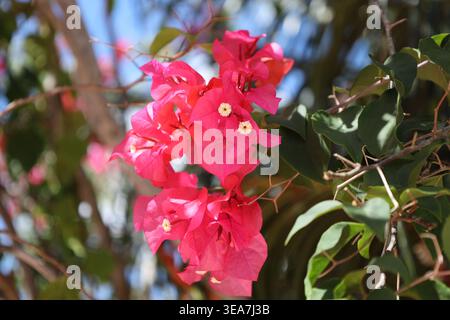 Blumenstrauß aus roten Blüten, kleine weiße Zentren (Makro, Nahaufnahme, tropisch) Stockfoto