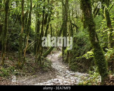 Gorges d'Omblèze, Drôme-Tal, regionaler Naturpark Vercors, Frankreich, Europa Stockfoto