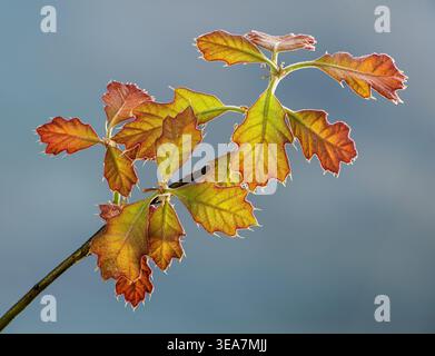 Hinterleuchteter Zweig und auftauchende Frühlingsblätter der nördlichen Roteiche (Quercus rubra). Stockfoto