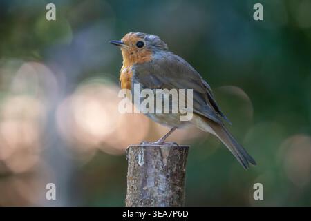 Europäischer Rotkehlchen (Erithacus rubecula), der in einem Seitenprofil auf einem geschnittenen Holzpfosten oder Holzstamm thront und in warmes goldenes Licht mit weichem Pfirsich und grünem Bokeh getaucht ist. Stockfoto