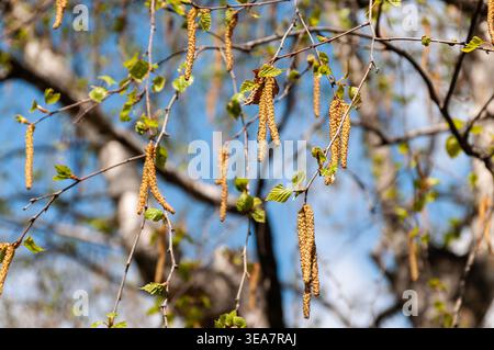 Frühlingsbirkenzweige mit Katzenköpfen und jungen grünen Blättern vor blauem Himmel. Das Konzept der erwachenden Natur, der Frühlingszeit und der Allergiesymbole. Stockfoto