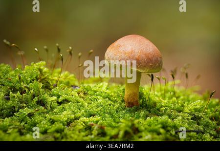 Nahaufnahme von Pilzen im Wald auf moosigem Boden Stockfoto