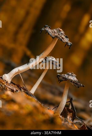 Shaggy Tuschkappen in einem Herbstwald, Bayern, Deutschland Stockfoto