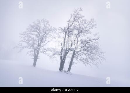 Kleine Baumgruppe in der Nähe von Habach an einem Wintermorgen, Kochel am See, Bayern, Deutschland, Europa Stockfoto