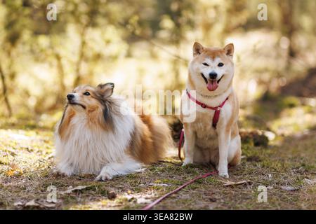 Lächelnde Shiba Inu und Sheltie Hunde ruhen im Wald aus Stockfoto