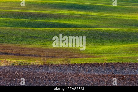 Landschaft von grünem welligen Feld Stockfoto