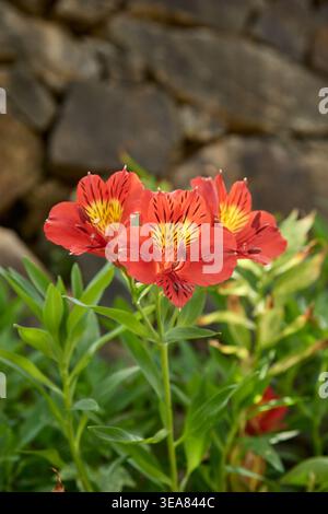 Rote Alstroemeria Blumen mit gelben Zentren und dunklen Flecken, weicher Fokus Outdoor Garten Hintergrund Stockfoto