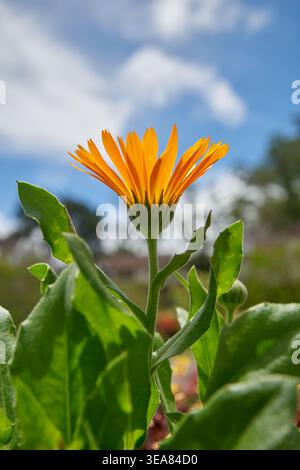 Orangefarbener Ringelblumenkopf nach oben gegen blauen Himmel, niedriger Winkel mit grünen Blättern und weichem Fokus Stockfoto