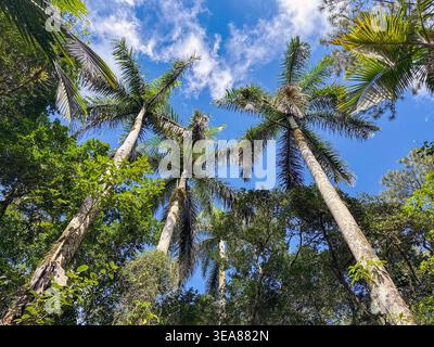 Flacher Blick auf die hohen Kokospalmen auf einer Karibikinsel Stockfoto