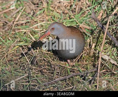 Water Rail Rallus aquaticus auf der Suche nach Nahrung im offenen RSPB Otmoor Oxfordshire Stockfoto