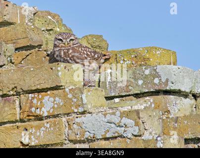 Die kleine Eule Athene Noctua Elmley Marshes Kent Stockfoto