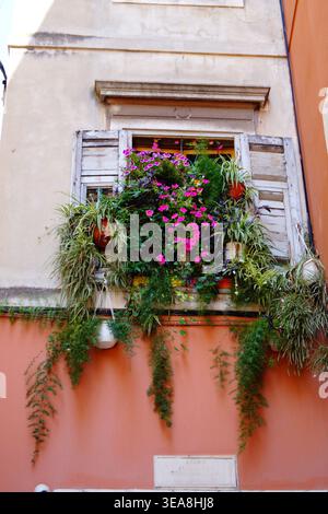 Ein malerisches Fenster in einem alten Haus im historischen Zentrum von Split in Kroatien, dekoriert mit rosafarbenen Blumen, im traditionellen europäischen Stil. Stockfoto