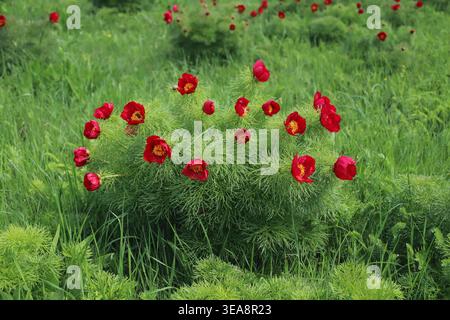 Paeonia tenuifolia, Farnblatt-Pfingstrose, Paeoniaceae. Wilde Pflanzen, die im Frühjahr geschossen wurden. Stockfoto