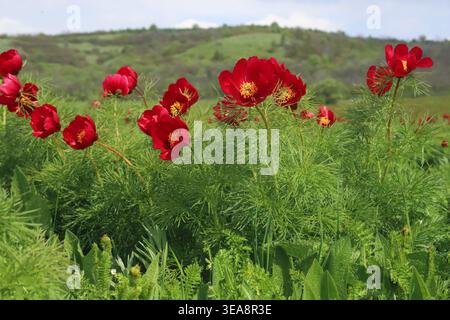 Paeonia tenuifolia, Farnblatt-Pfingstrose, Paeoniaceae. Wilde Pflanzen, die im Frühjahr geschossen wurden. Stockfoto