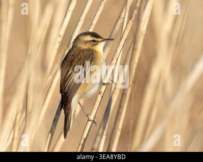 Segen-Gratler (Acrocephalus schoenobaenus) zwischen Schilf in Feuchtgebieten im April oder Frühjahr, Oxfordshire, England, Großbritannien Stockfoto