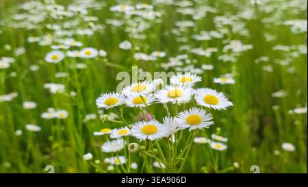 Chamomiles an sonnigen Sommertagen. Weiße Wildblume. Heilpflanze. Sammlung der Apothekenkamille für Kamillentee. Gänseblümchenblume Hintergrund Stockfoto
