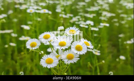 Chamomiles an sonnigen Sommertagen. Weiße Wildblume. Heilpflanze. Sammlung der Apothekenkamille für Kamillentee. Gänseblümchenblume Hintergrund Stockfoto