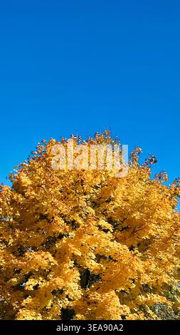 Ein lebhafter Blick auf die satten gelben und orangen Blätter eines Ahornbaums, der sich in starkem Kontrast zum tiefen, klaren blauen Himmel darüber befindet. Vertikale Aufnahme Stockfoto