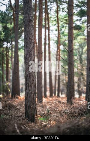 Dieses Bild zeigt einen dichten Wald mit hohen Bäumen, braunem Unterholz und Sonnenlicht, das durch das Baldachin filtert. Stockfoto