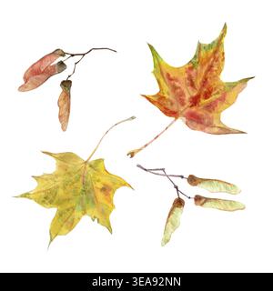 Ein Herbst-Set mit roten und gelben Ahornblättern und Ahornsamen, handbemalt in Aquarell auf einem isolierten Hintergrund. Einfache Clip-Art für Herbst Inter Stockfoto
