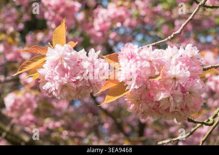 Nahaufnahme der Cherry Blossom Prunus serrulata Kanzan in Saltwell Park, Gateshead, England, Großbritannien Stockfoto