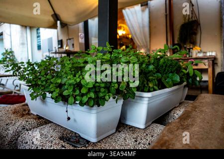 Frische Minze und Kräuter wachsen in weißen Plastikgefäßen vor einem Restaurant in Olbia, Sardinien, Italien, auf einer strukturierten Steinoberfläche. Stockfoto