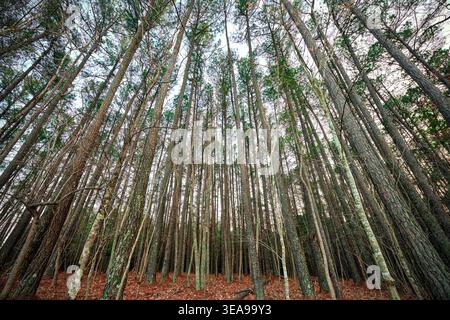 Hohe Kiefern von unten in Holly Springs, North Carolina, USA. Stockfoto