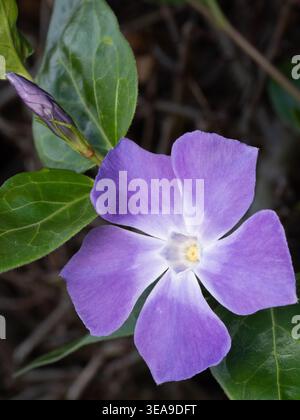 Eine größere Periwinkle-Blüte in einem Garten in East Yorkshire im April Stockfoto