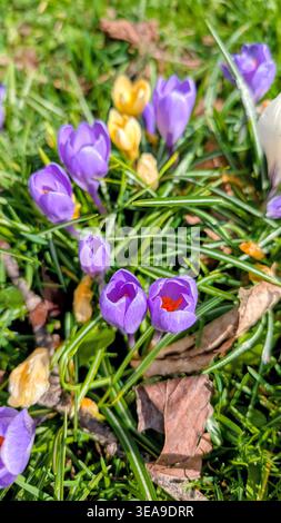 Violette und goldene Krokusse blühen hell durch das Gras und bringen die ersten lebhaften Farben der neuen Saison Stockfoto