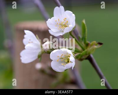 Weiße Blüte auf einem Morello-Kirschbaum Stockfoto