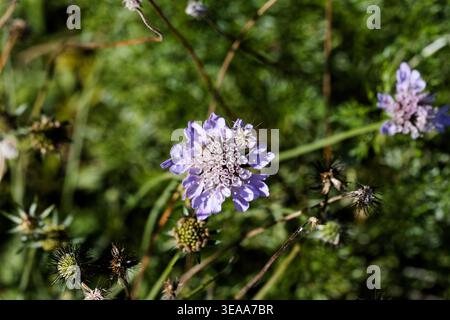 Scabiosa columbaria, auch als kleine knorrige oder Zwergkissenblüte bezeichnet, ist eine weit verbreitete blühende Pflanzenart in der Gattung Scabiosa. Stockfoto