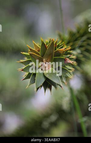 Nahaufnahme Eines Affen-Puzzle-Baumes (Araucaria Araucana) Kegels/Zweigs in Currarhue, Chile Stockfoto