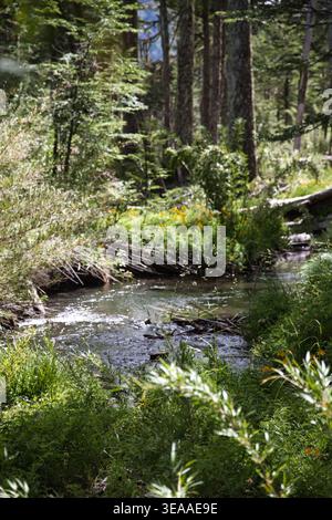Kleiner Waldstrom Mit Üppiger Vegetation Und Sonnenlicht, Das Durch Bäume Strömt Stockfoto